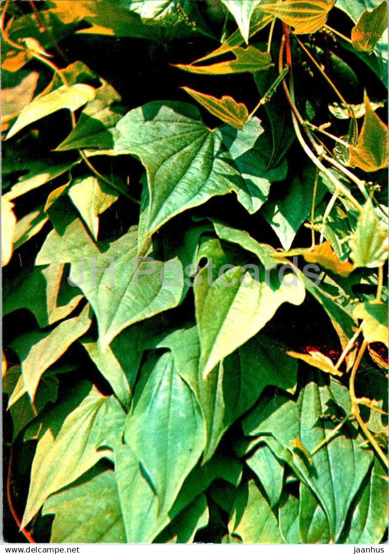 Yam - Dioscorea nipponica - medicinal plants - 1984 - Russia USSR - unused - JH Postcards