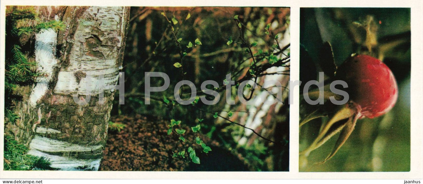 Taiga Flowers - Cinnamon rose fruit - Rosa majalis - botanical photograph - 1974 - Russia - USSR - unused - JH Postcards