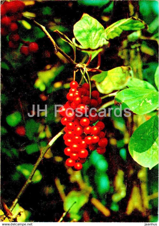 Magnolia berry - Schisandra chinensis - medicinal plants - 1984 - Russia USSR - unused - JH Postcards