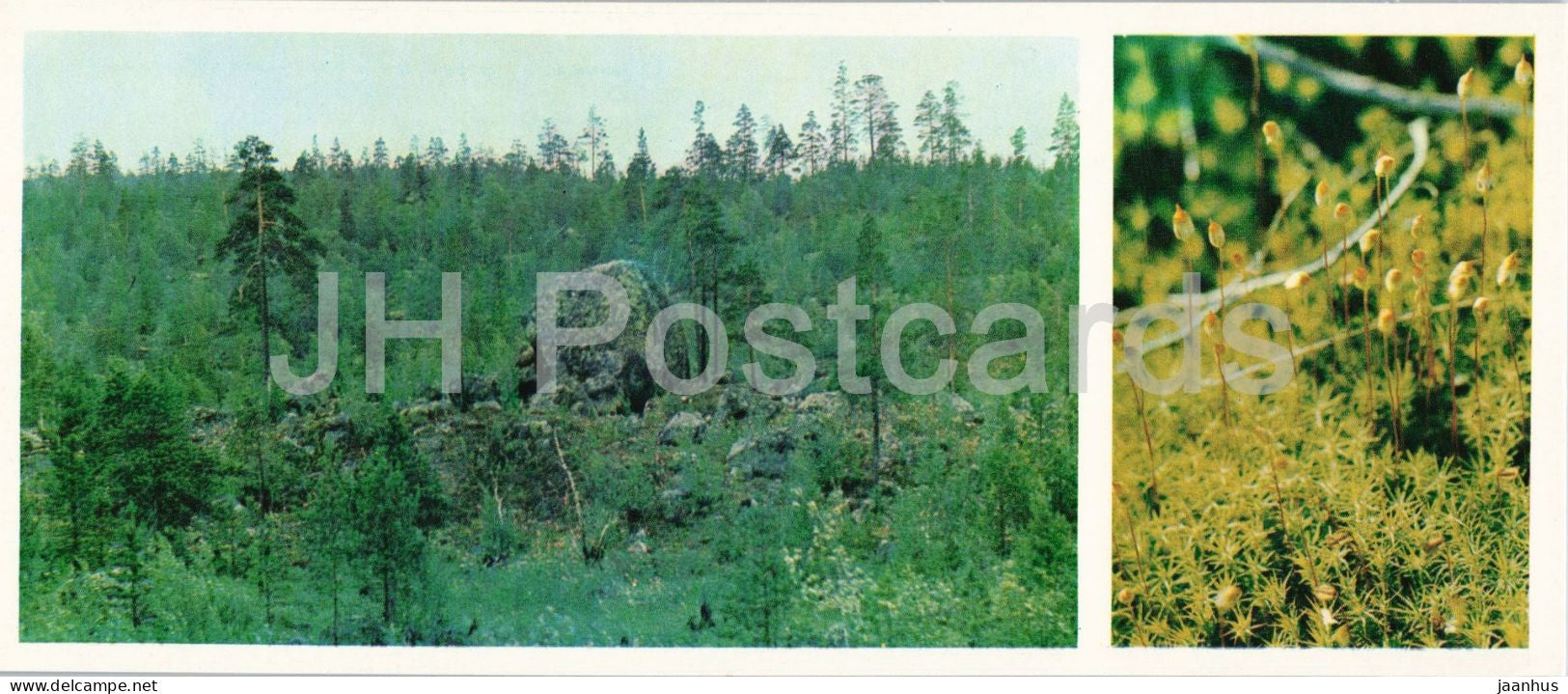 Taiga Flowers - Common haircap moss - Polytrichum commune - botanical photograph - 1974 - Russia - USSR - unused - JH Postcards