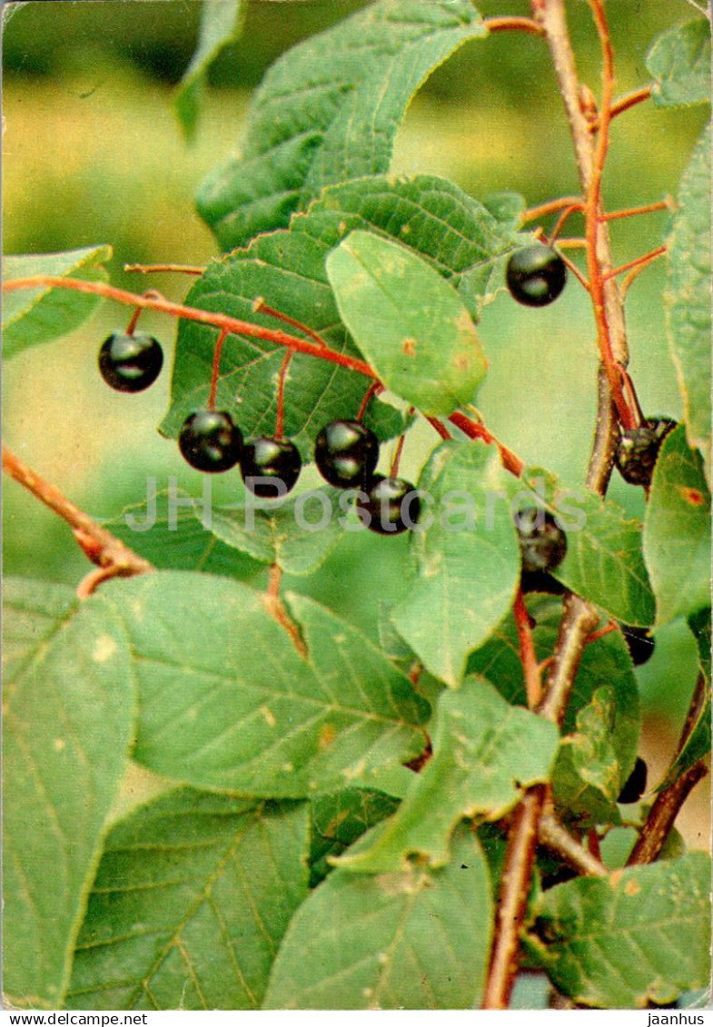 Bird cherry - Hackberry - Prunus padus - medicinal plants - 1984 - Russia USSR - unused - JH Postcards