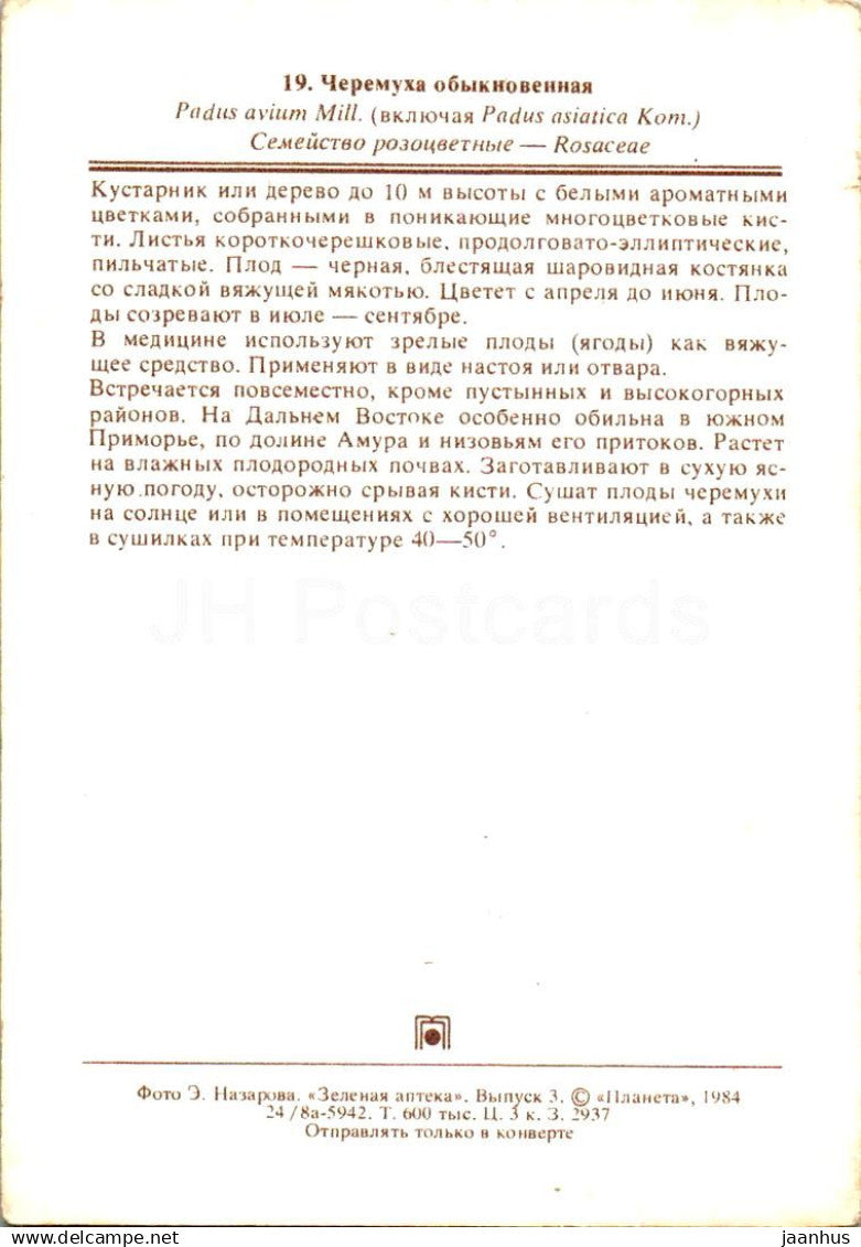 Traubenkirsche - Zürgelkirsche - Prunus padus - Heilpflanzen - 1984 - Russland UdSSR - unbenutzt 