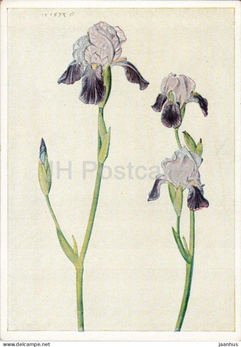 watercolorpainting  by Albrecht Durer - The Iris - Schwertlilie - flowers - German art - old - 1950s - Germany - unused - JH Postcards