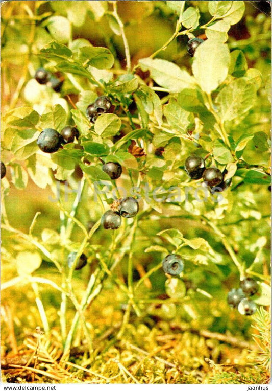 European blueberry - Vaccinium myrtillus - medicinal plants - 1984 - Russia USSR - unused - JH Postcards
