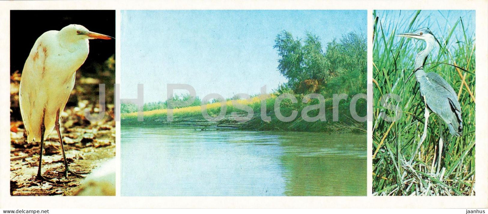 Kyzylkum Nature Reserve - Amu Darya river - Great egret - Grey heron - birds - 1988 - USSR Uzbekistan - unused - JH Postcards
