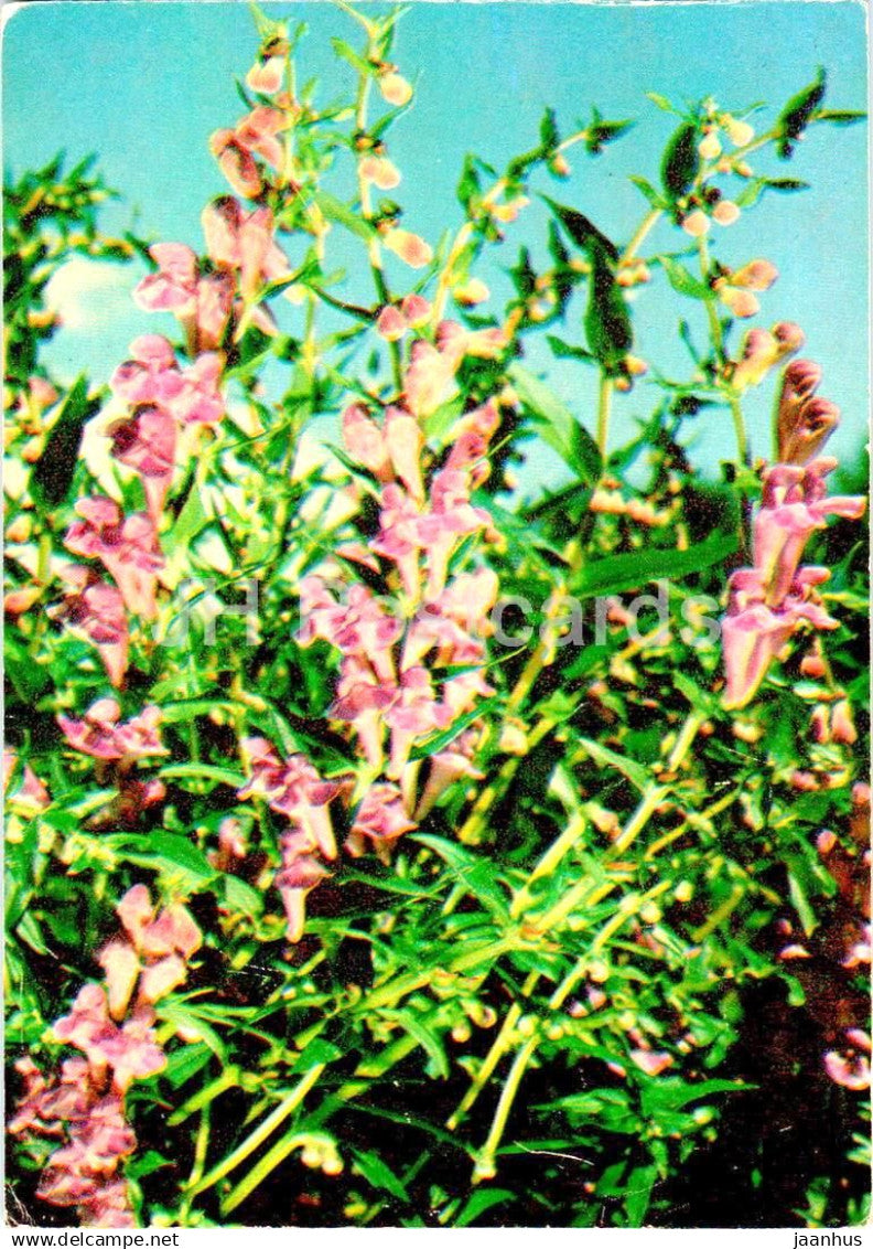 Baikal skullcap - Scutellaria baicalensis - medicinal plants - 1984 - Russia USSR - unused - JH Postcards