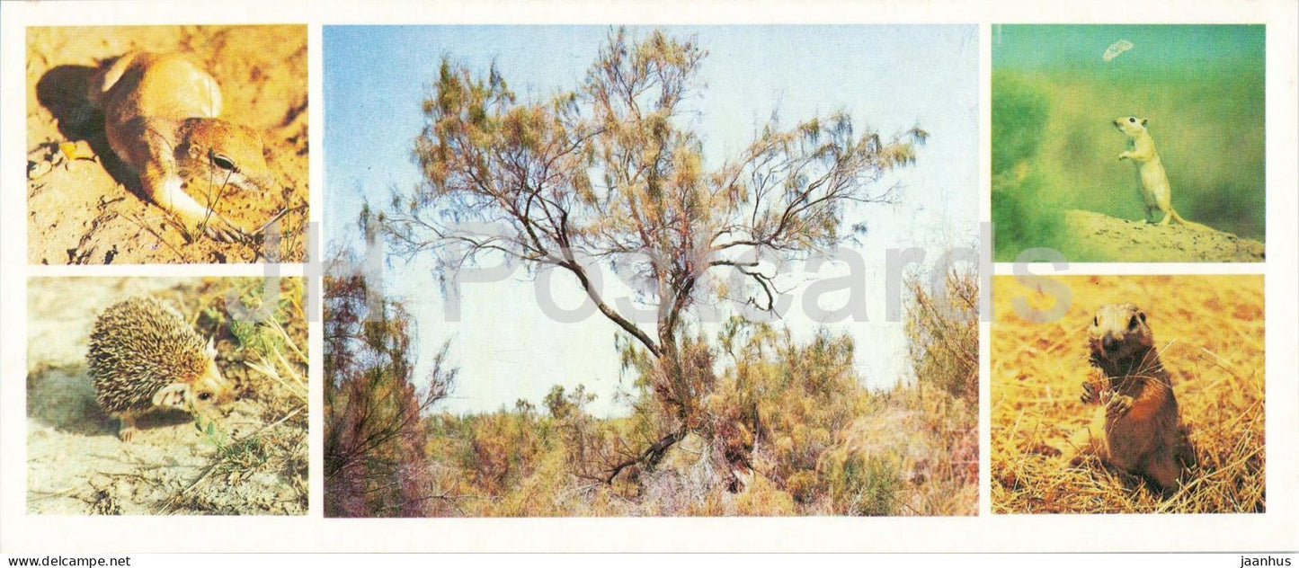 Kyzylkum Nature Reserve - Yellow ground squirrel - Long-eared hedgehog - 1988 - USSR Uzbekistan - unused - JH Postcards