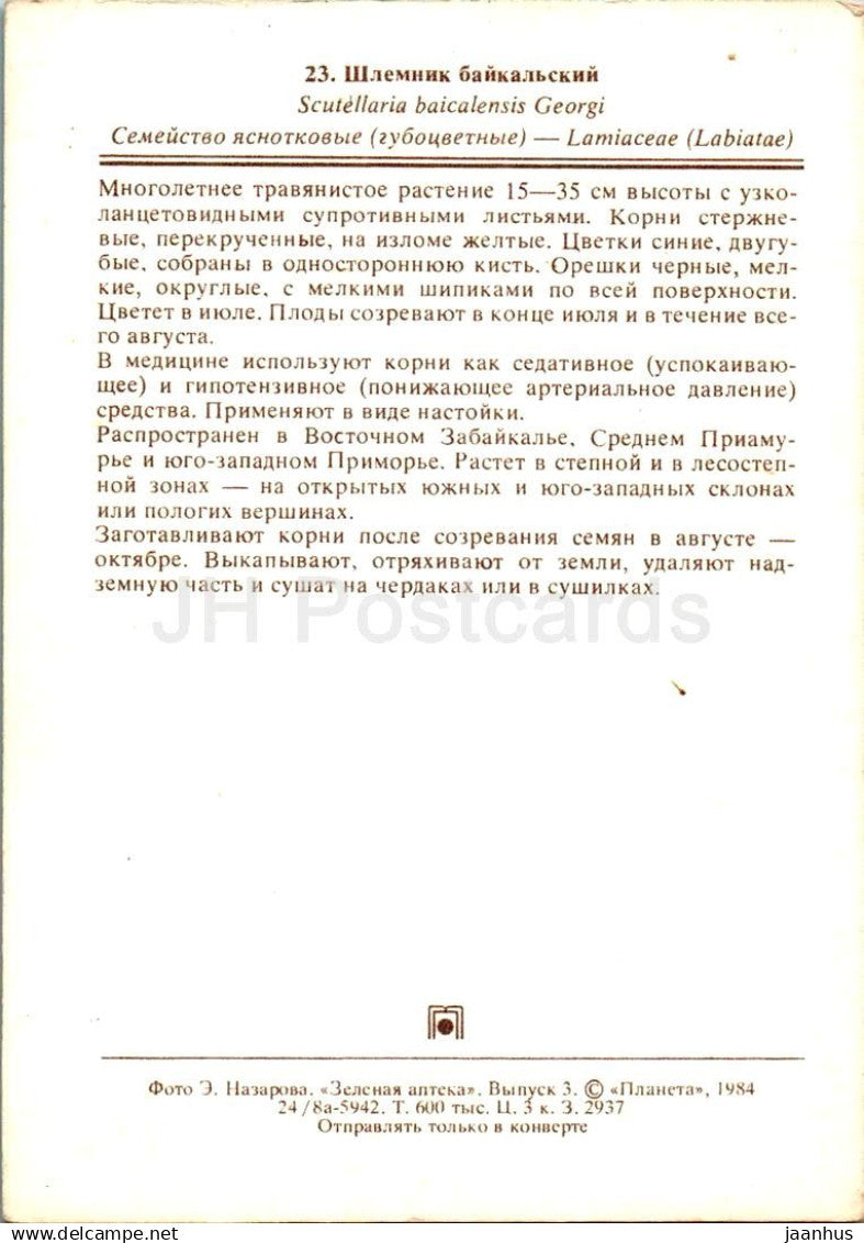 Baikal-Helmkraut - Scutellaria baicalensis - Heilpflanzen - 1984 - Russland UdSSR - unbenutzt 