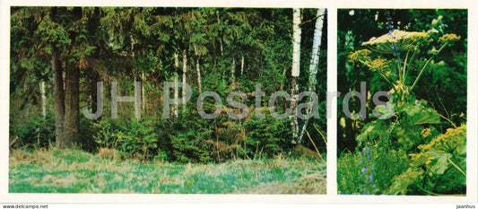 Taiga Flowers - Sosnowskys gromwell - Heracleum sosnowskyi - botanical photograph - 1974 - Russia - USSR - unused - JH Postcards