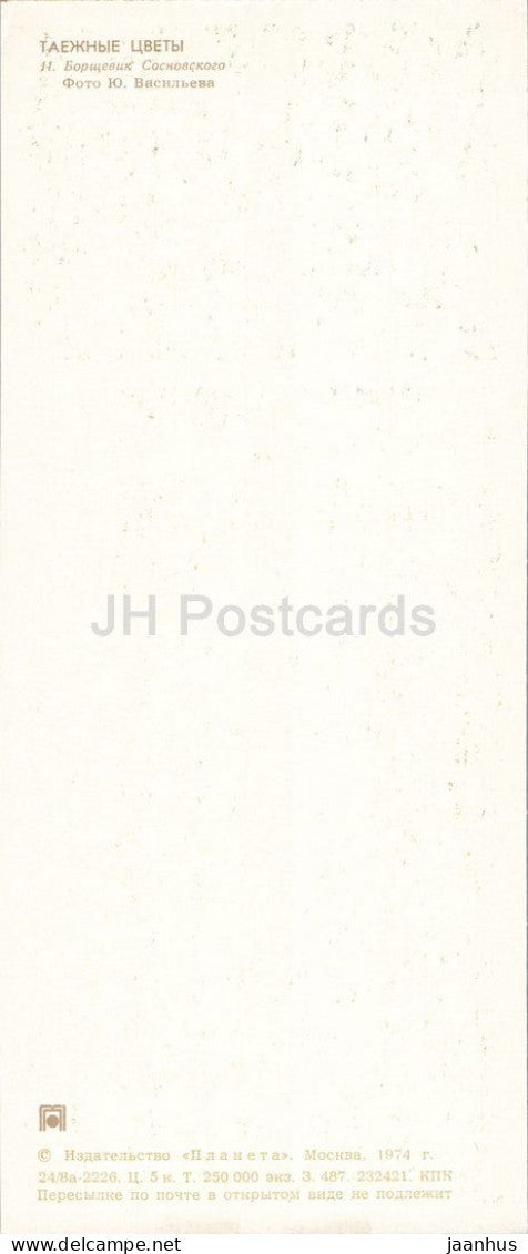 Taiga Flowers - Sosnowskys gromwell - Heracleum sosnowskyi - botanical photograph - 1974 - Russia - USSR - unused