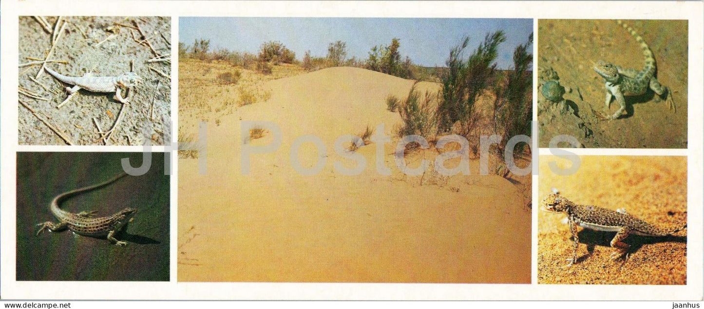 Kyzylkum Nature Reserve - Lizards - Phrynocephalus interscapularis - steppe agama - 1988 - USSR Uzbekistan - unused - JH Postcards