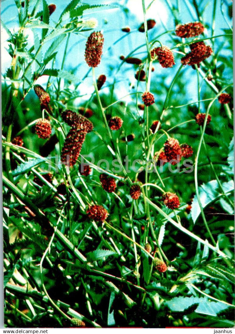 Great burnet - Sanguisorba officinalis - medicinal plants - 1984 - Russia USSR - unused - JH Postcards