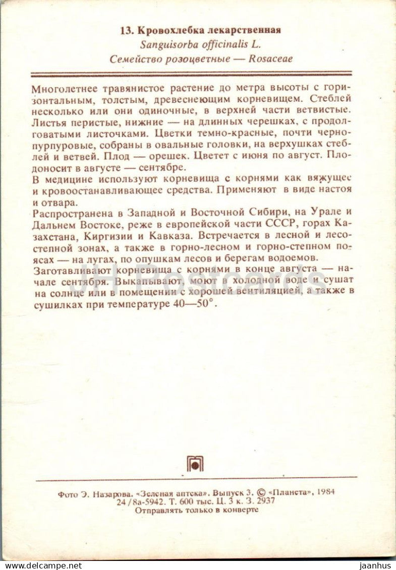 Grande pimprenelle - Sanguisorba officinalis - plantes médicinales - 1984 - Russie URSS - non utilisé 