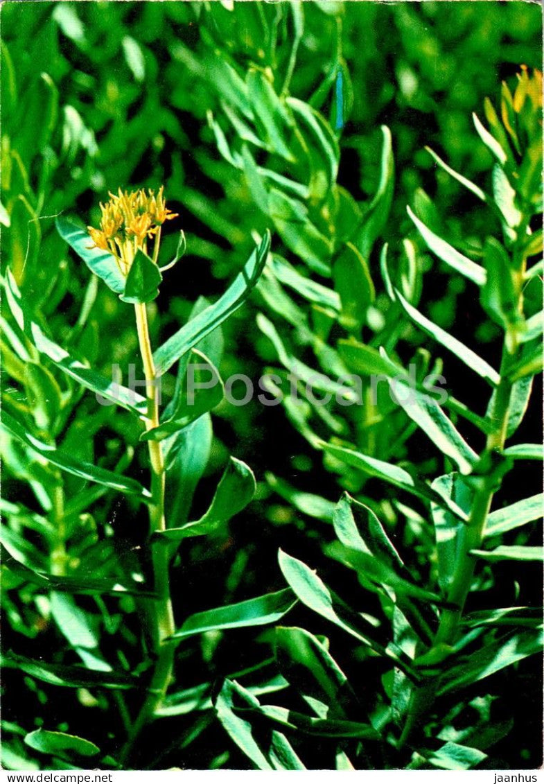Golden root - Rhodiola rosea - medicinal plants - 1984 - Russia USSR - unused - JH Postcards