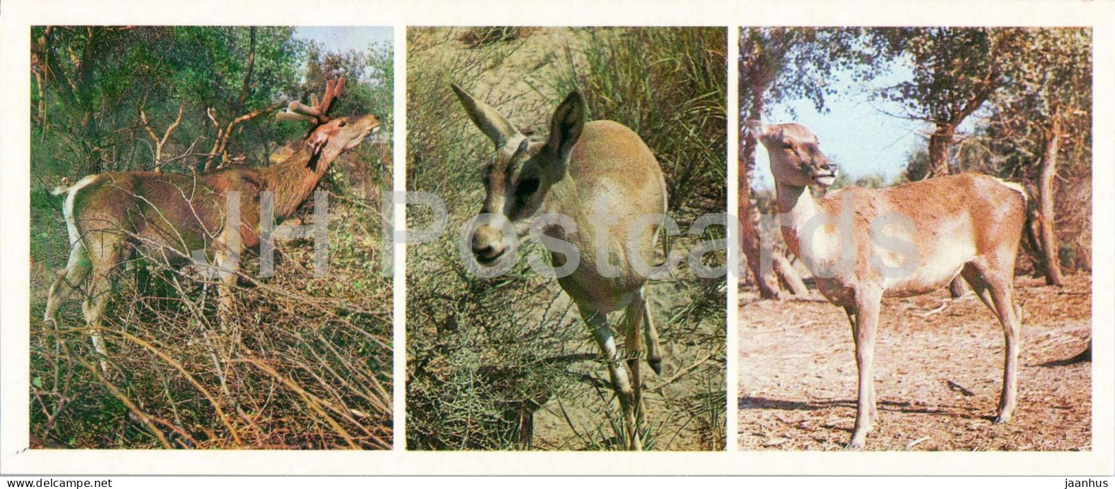 Kyzylkum Nature Reserve - Bukhara Deer and Goitered Gazelle - animals - 1988 - USSR Uzbekistan - unused - JH Postcards