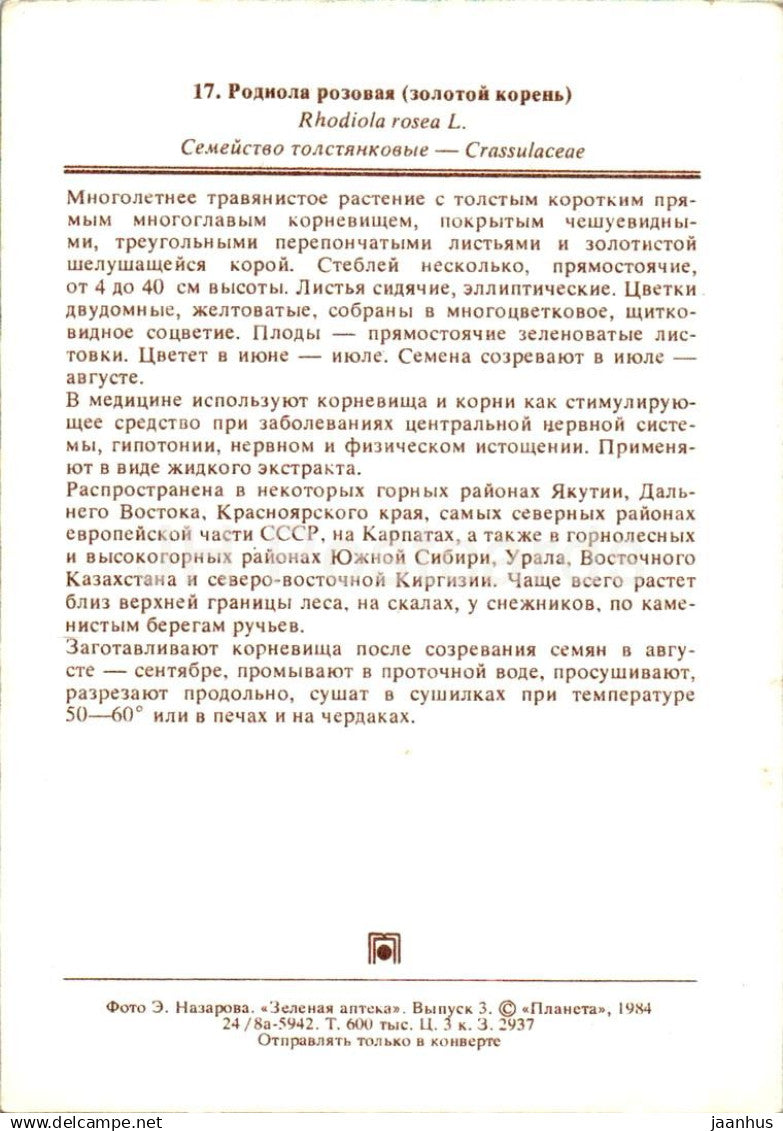Rhodiola rosea - plante médicinale - 1984 - Russie URSS - non utilisé 