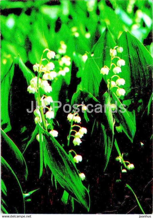 Lily of the valley - Convallaria majalis - medicinal plants - 1984 - Russia USSR - unused - JH Postcards