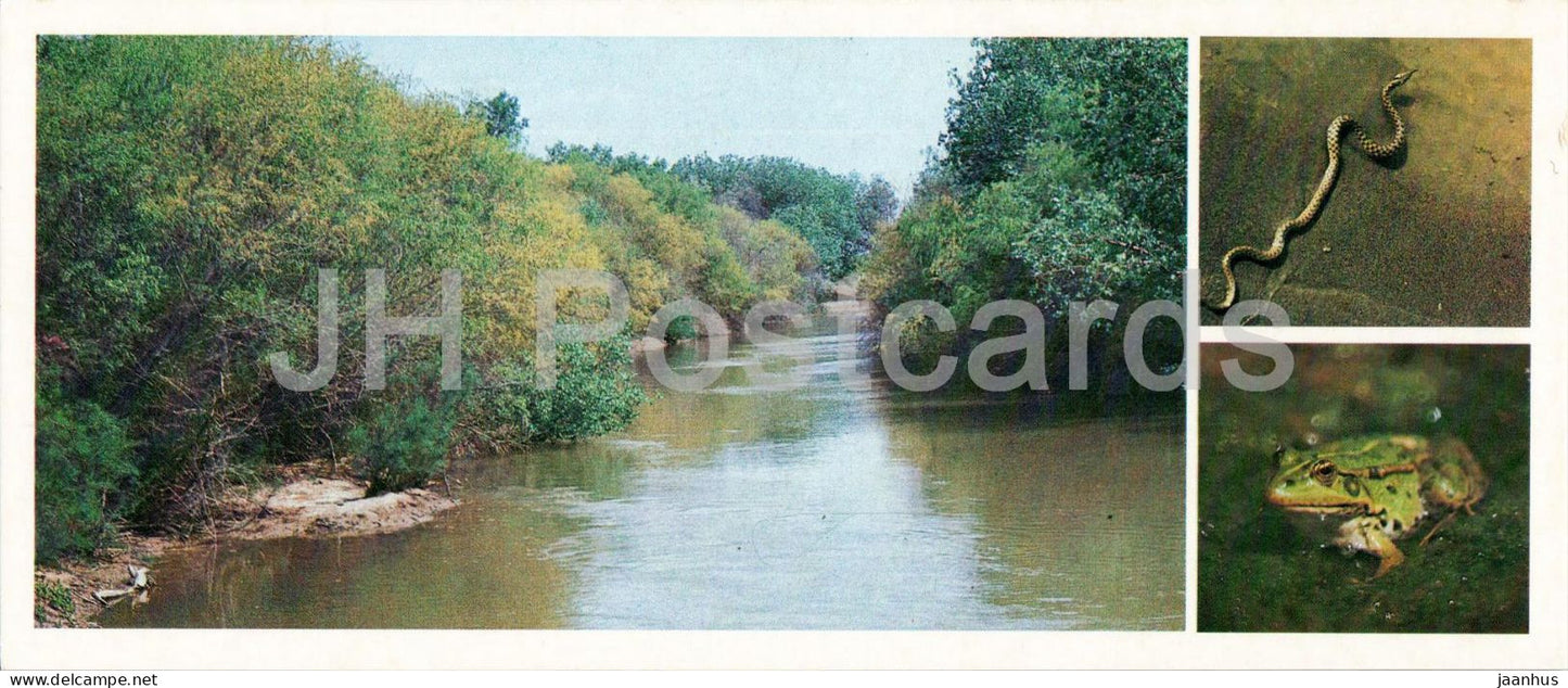 Kyzylkum Nature Reserve - Amphibians and Reptiles - Amu Darya river - Dice snake - frog 1988 - USSR Uzbekistan - unused - JH Postcards