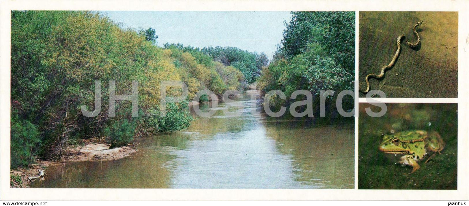 Kyzylkum Nature Reserve - Amphibians and Reptiles - Amu Darya river - Dice snake - frog 1988 - USSR Uzbekistan - unused - JH Postcards