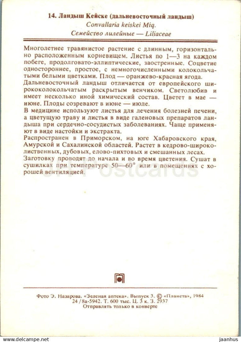 Muguet - Convallaria majalis - plantes médicinales - 1984 - Russie URSS - non utilisé 
