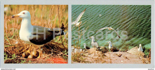 Bay of the Peter the Great - Phurugelm island - Black-tailed gull - birds - 1980 - Russia USSR - unused - JH Postcards