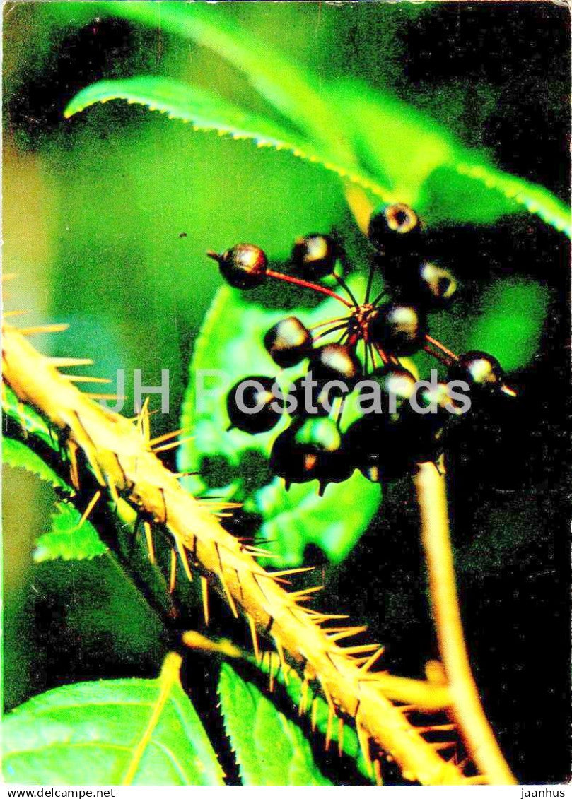 Siberian ginseng - Eleutherococcus senticosus - medicinal plants - 1984 - Russia USSR - unused - JH Postcards