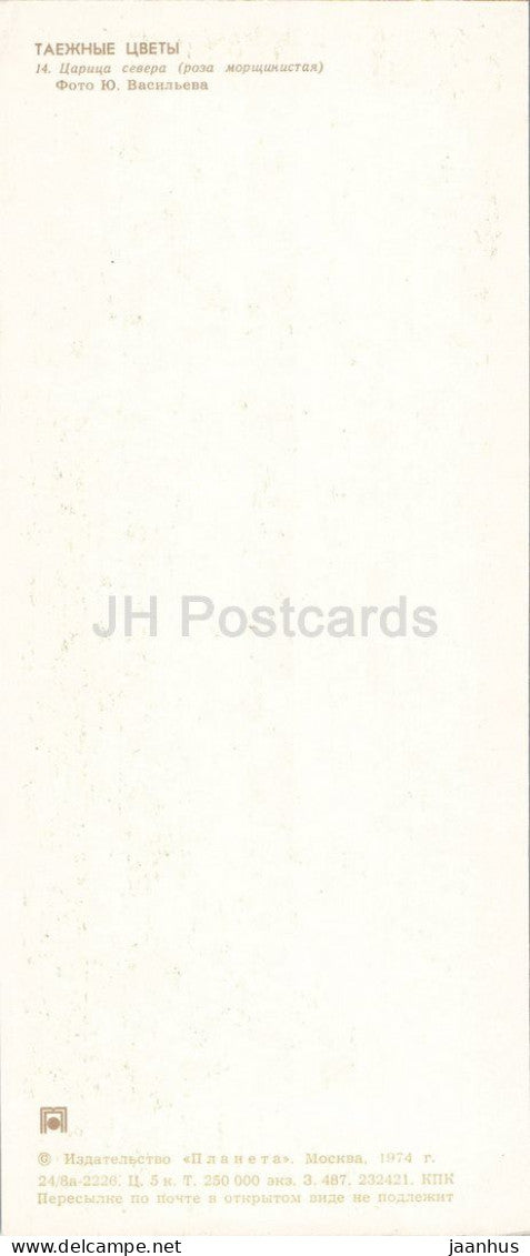 Taiga Flowers - cinnamon rose - Rosa majalis - botanical photograph - 1974 - Russia - USSR - unused