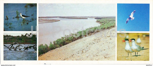 Kyzylkum Nature Reserve - Migratory birds - Caspian tern - Dalmatian pelican - 1988 - USSR Uzbekistan - unused - JH Postcards