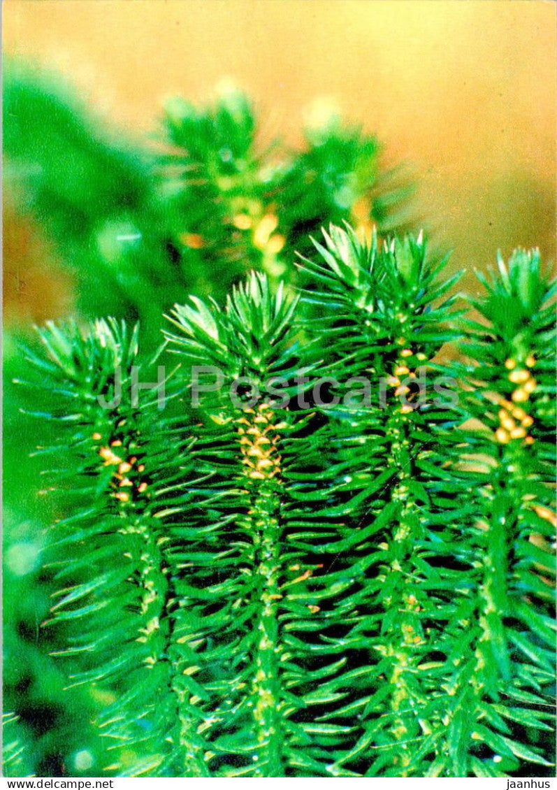 Northern firmoss - Huperzia selago - medicinal plants - 1984 - Russia USSR - unused - JH Postcards
