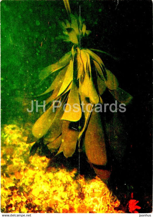 Brown seaweed - Laminaria - medicinal plants - 1984 - Russia USSR - unused - JH Postcards
