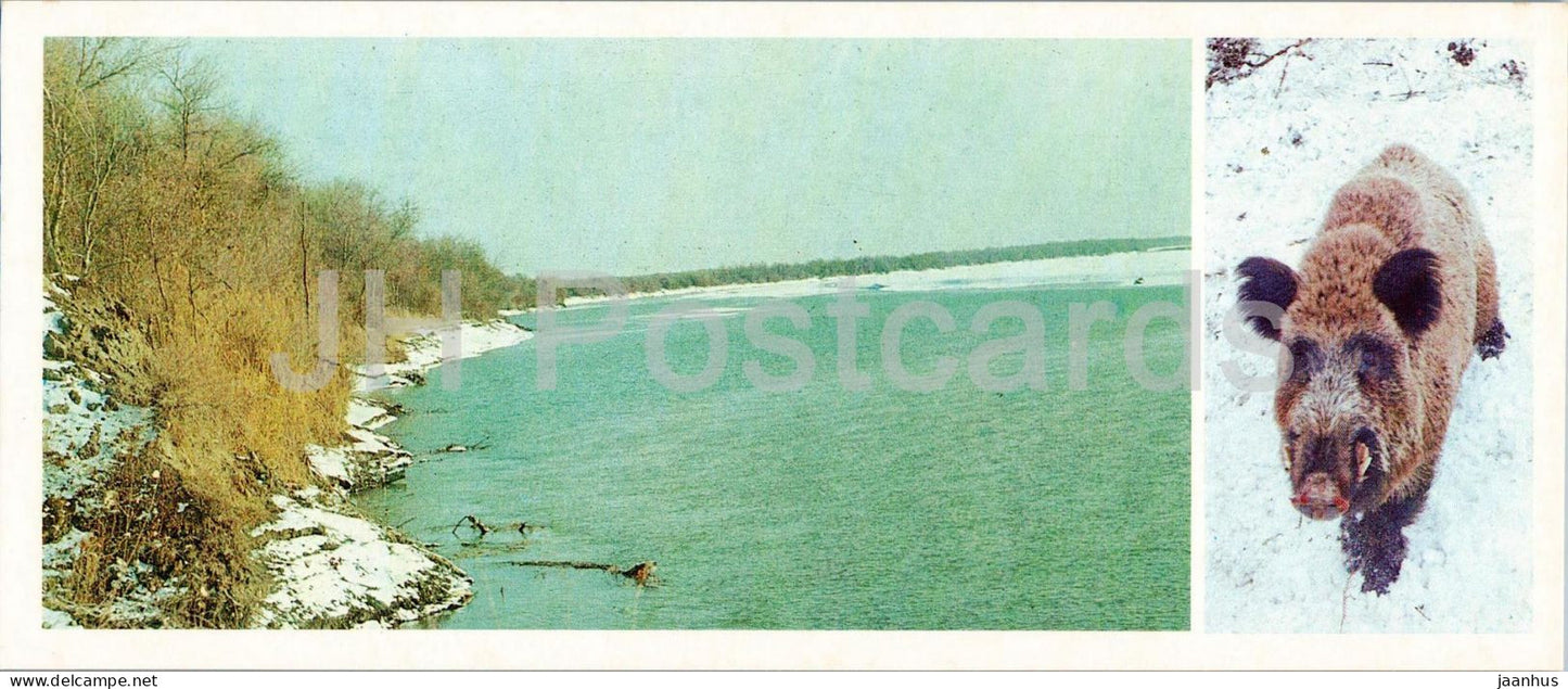 Kyzylkum Nature Reserve - Winter landscape and wild boar - Sus scrofa - animals - 1988 - USSR Uzbekistan - unused - JH Postcards