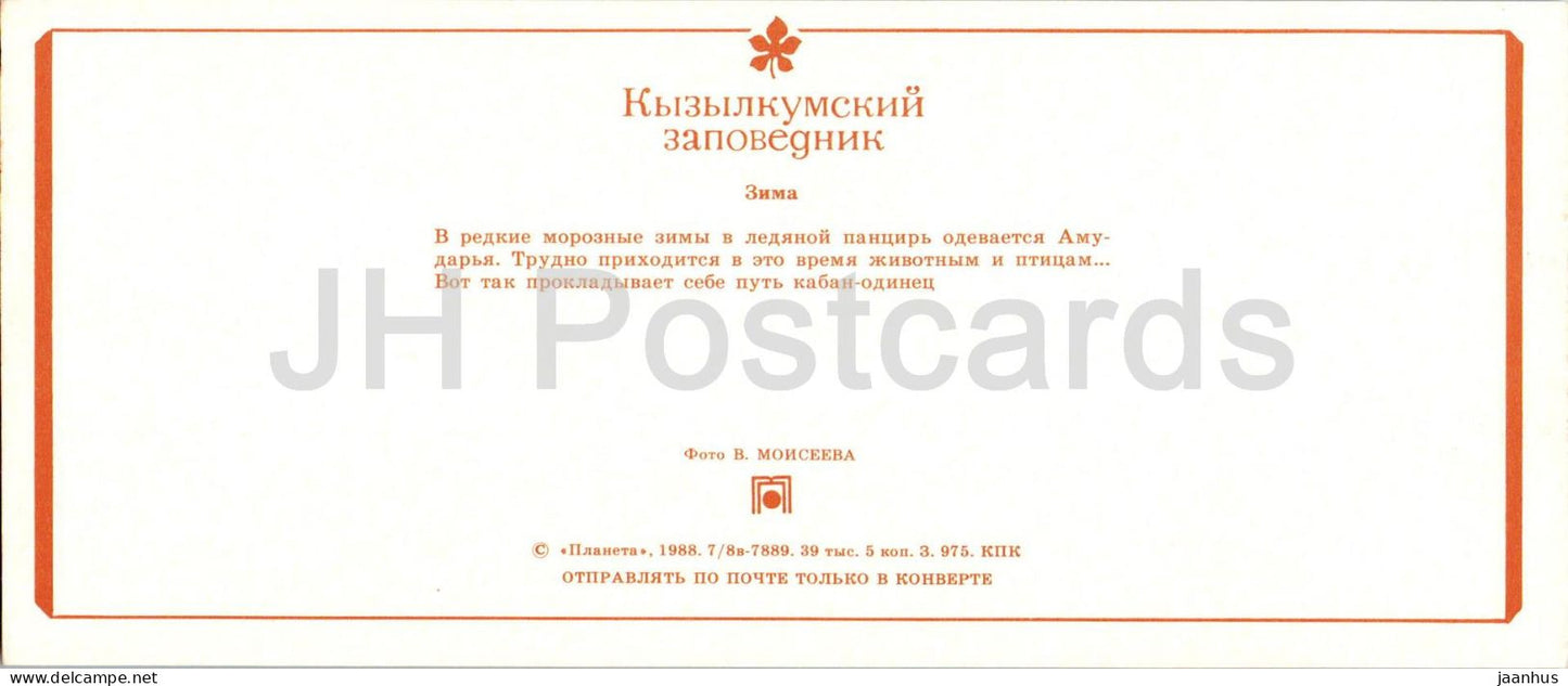 Naturschutzgebiet Kyzylkum – Winterlandschaft und Wildschwein (Sus scrofa) – Tiere – 1988 – UdSSR, Usbekistan – ungenutzt 