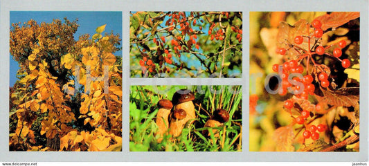 Bay of the Peter the Great - boletus - mushroom - berries - guelder roses - 1980 - Russia USSR - unused - JH Postcards