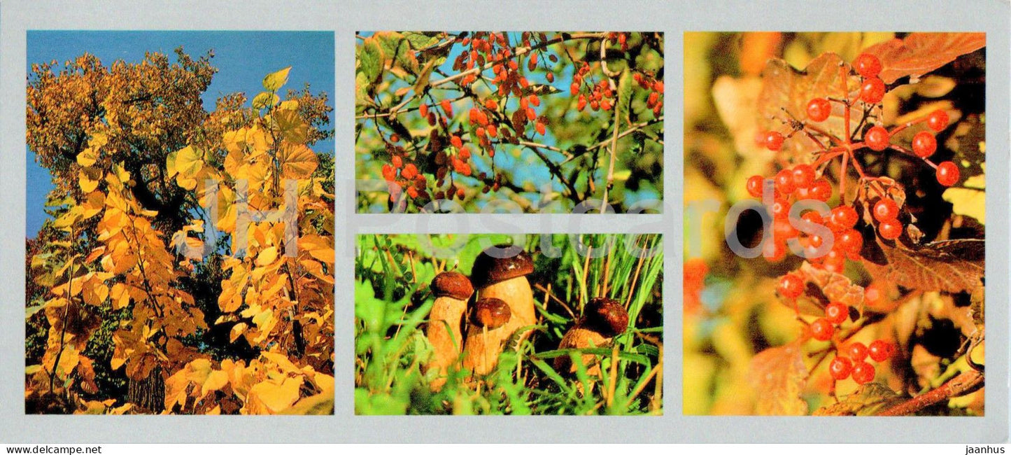 Bay of the Peter the Great - boletus - mushroom - berries - guelder roses - 1980 - Russia USSR - unused - JH Postcards
