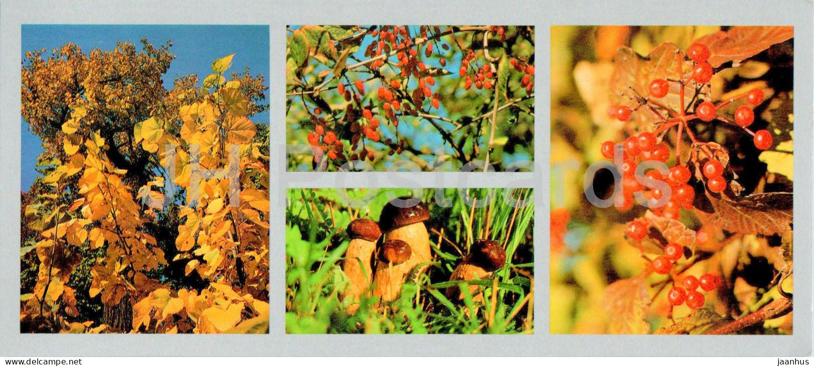 Bay of the Peter the Great - boletus - mushroom - berries - guelder roses - 1980 - Russia USSR - unused - JH Postcards
