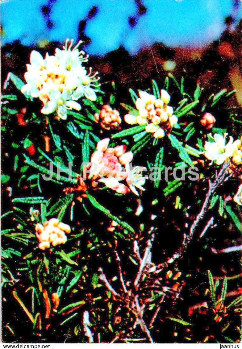 Marsh Labrador tea - Rhododendron tomentosum - medicinal plants - 1984 - Russia USSR - unused - JH Postcards