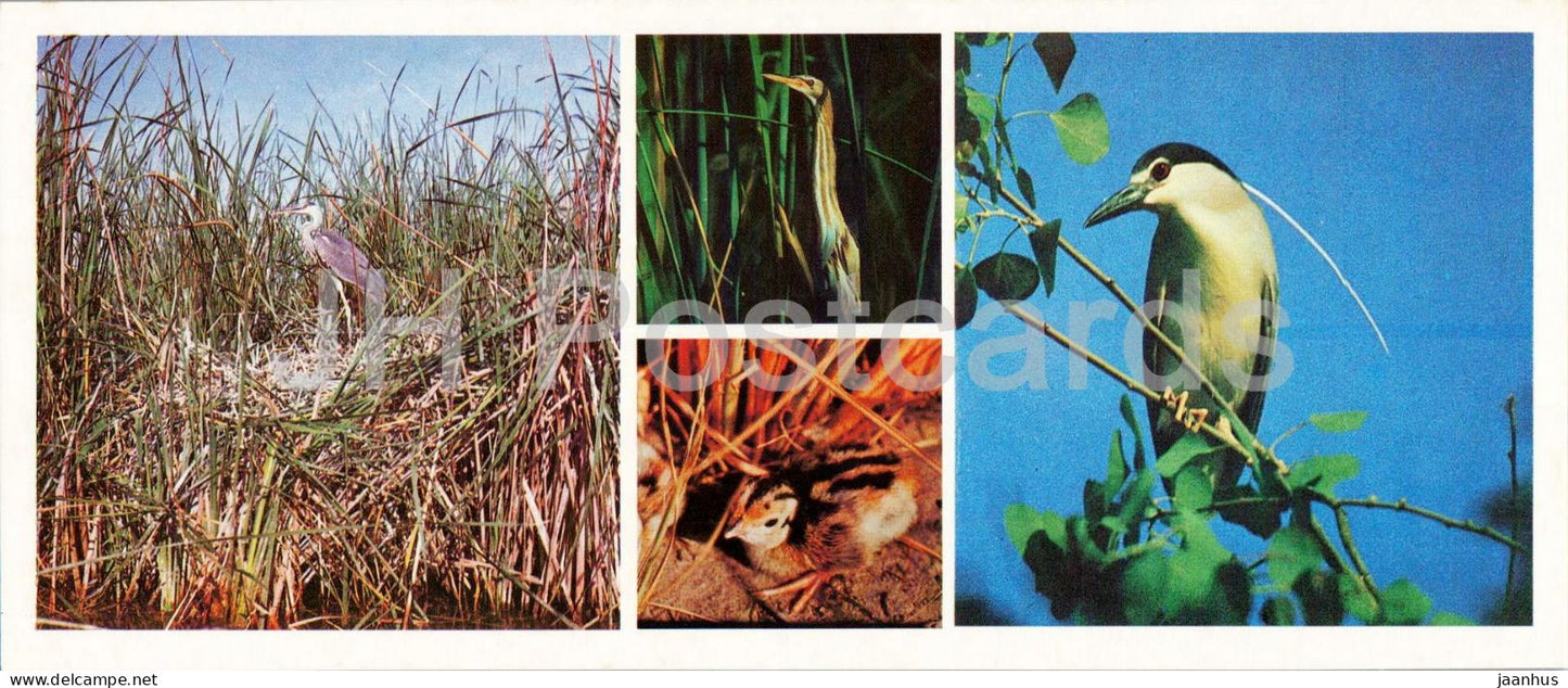Kyzylkum Nature Reserve - Birds of Tugay - Black-crowned night heron - 1988 - USSR Uzbekistan - unused - JH Postcards