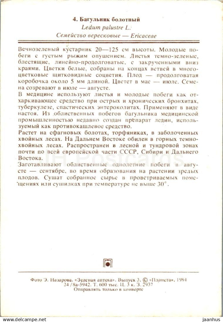 Thé du Labrador des marais - Rhododendron tomentosum - plantes médicinales - 1984 - Russie URSS - non utilisé 