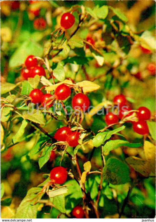 Rosa davurica - medicinal plants - 1984 - Russia USSR - unused - JH Postcards