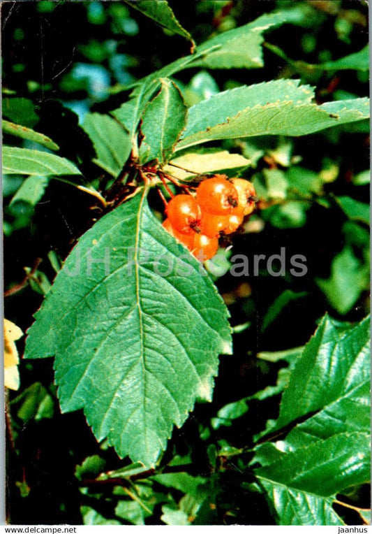 Hawthorn - Crataegus dahurica - medicinal plants - 1984 - Russia USSR - unused - JH Postcards