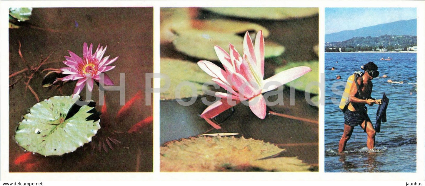 Abkhazia - Sukhumi - flowers in the Botanical Garden - diver - 1976 - Georgia - USSR - unused - JH Postcards