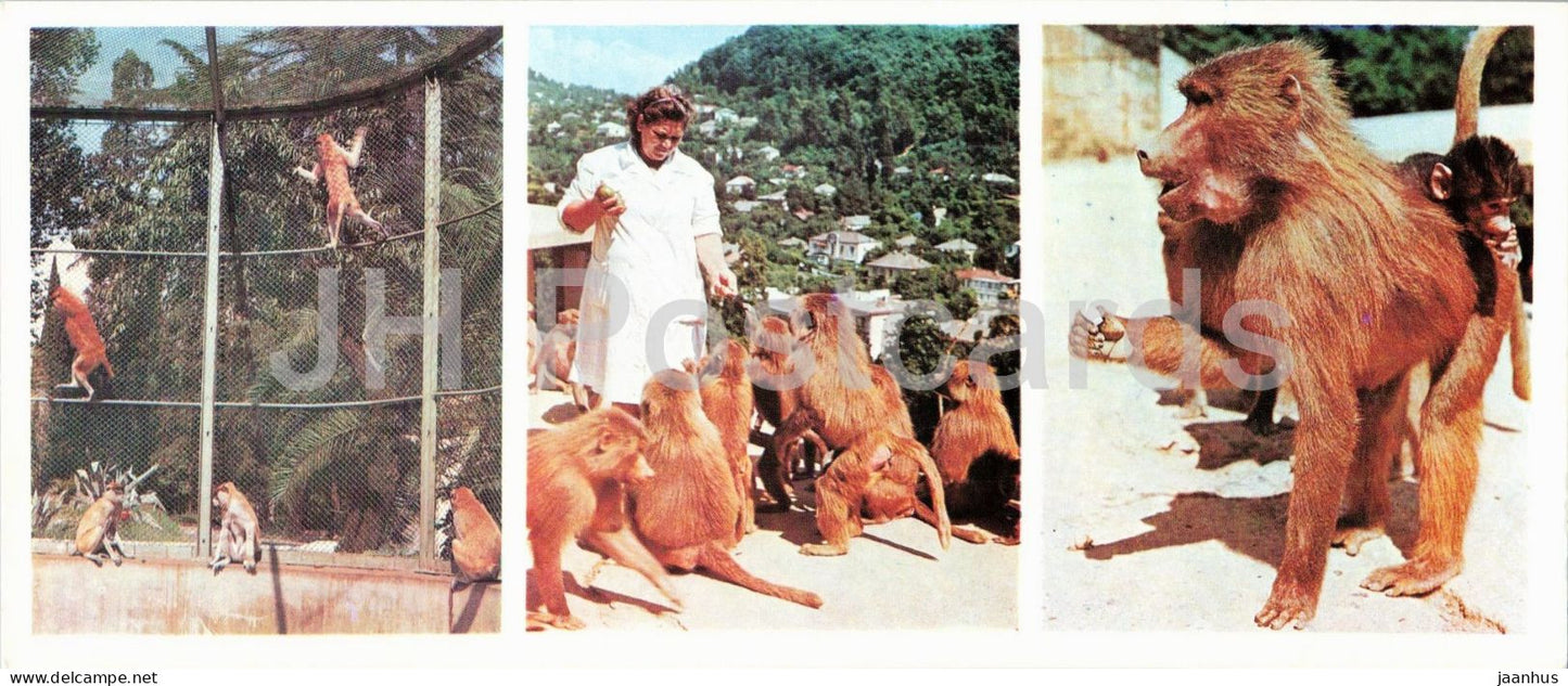 Abkhazia - Sukhumi - monkey nursery - animals - 1976 - Georgia - USSR - unused - JH Postcards