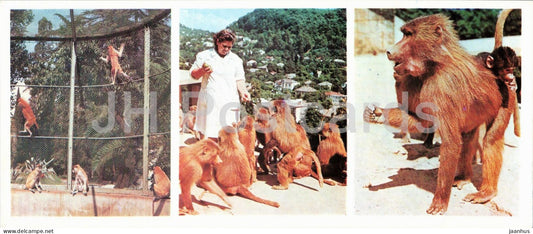 Abkhazia - Sukhumi - monkey nursery - animals - 1976 - Georgia - USSR - unused - JH Postcards