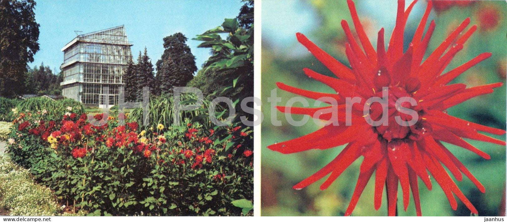 Riga - Dahlia collection and palm house - botanical garden - flowers - 1986 - Latvia - USSR - unused - JH Postcards