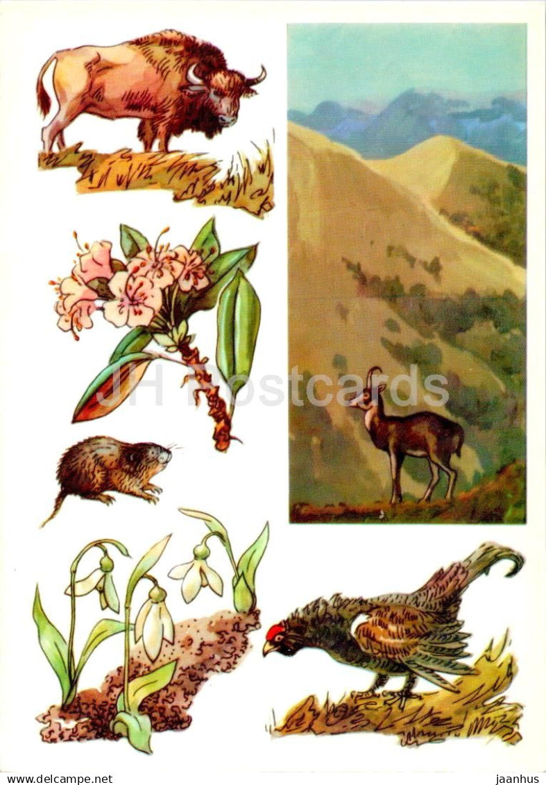 USSR Nature reserves - Caucasian Nature Reserve - European bison - Caucasian grouse - 1977 - Russia USSR - unused - JH Postcards