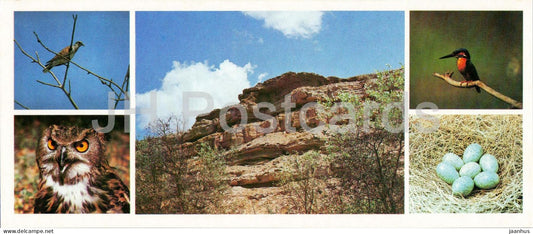 Kyzylkum Nature Reserve - Birds - Common kingfisher - Eurasian eagle-owl - dove - 1988 - USSR Uzbekistan - unused - JH Postcards