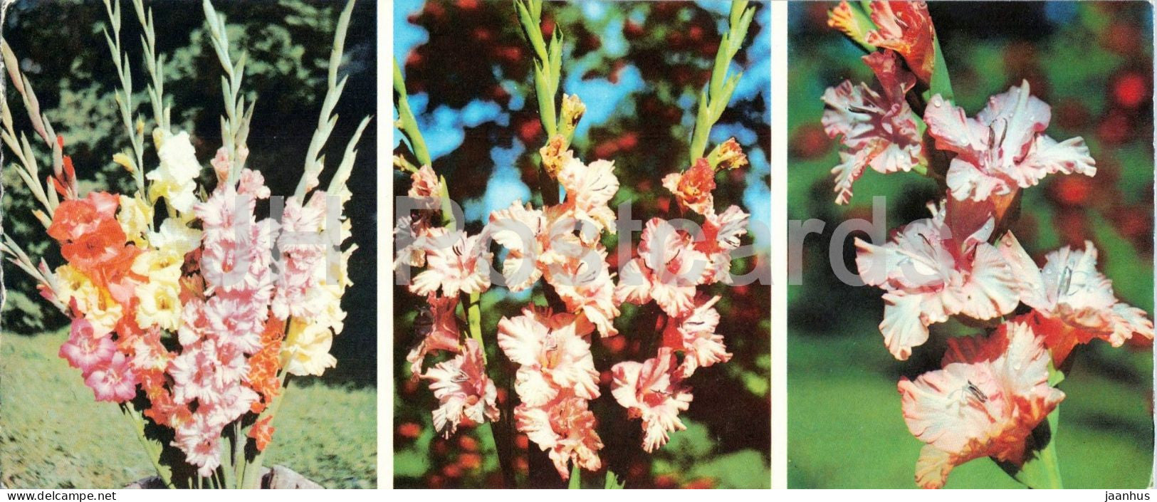 Riga - Gladiolus hybrids and new cultivars - botanical garden - flowers - 1986 - Latvia - USSR - unused - JH Postcards