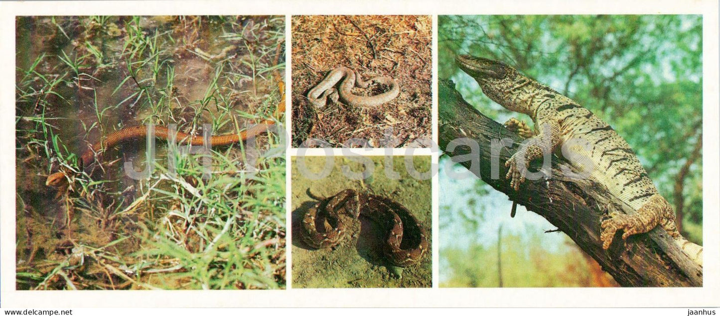 Kyzylkum Nature Reserve - reptiles - Sheltopusik - Desert monitor - blunt-nosed viper - 1988 - USSR Uzbekistan - unused - JH Postcards