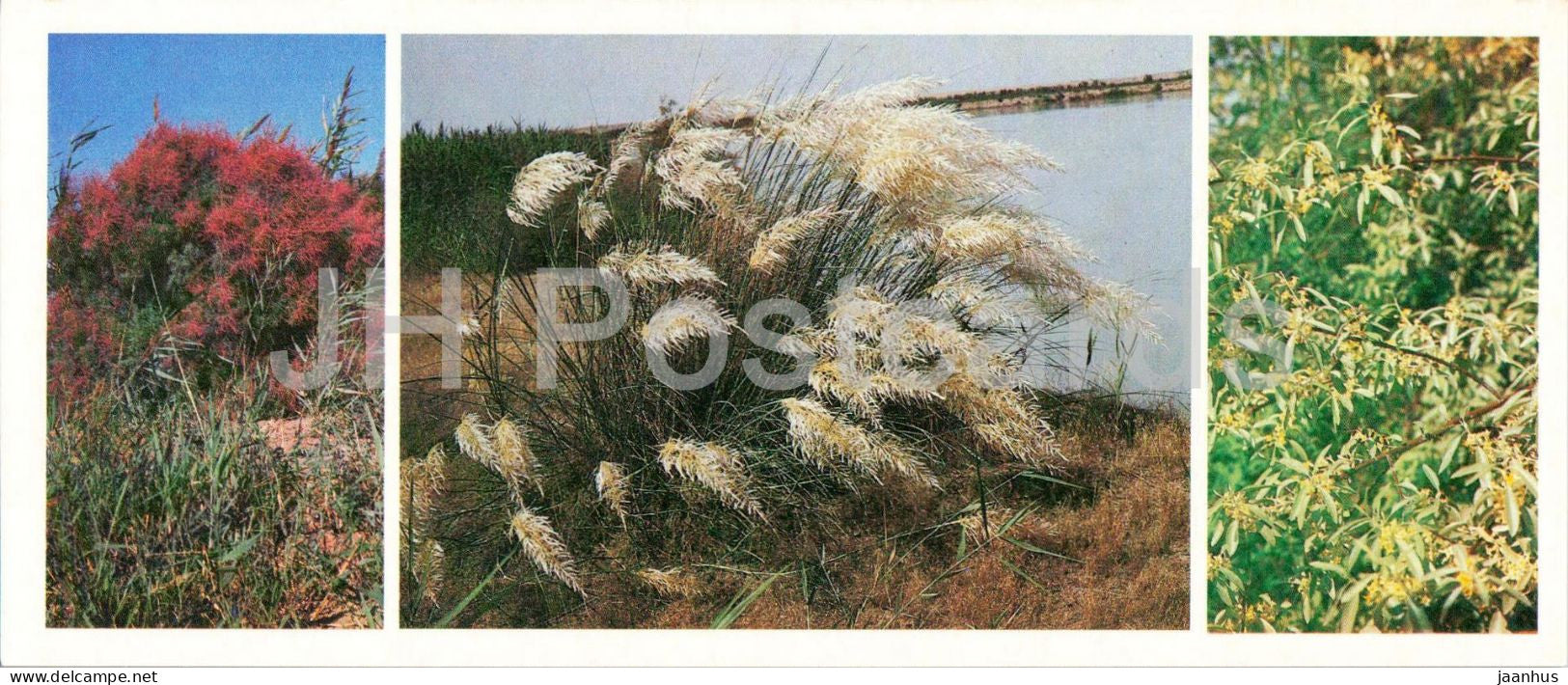 Kyzylkum Nature Reserve - Spring in Tugay - Tamarisk - silverberry - 1988 - USSR Uzbekistan - unused - JH Postcards