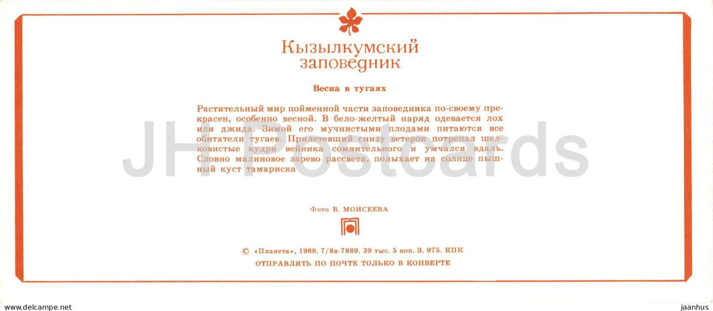 Naturschutzgebiet Kyzylkum – Frühling in Tugay – Tamariske – Silberbeere – 1988 – UdSSR Usbekistan – unbenutzt